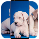 Pitbull Dog Wallpaper APK
