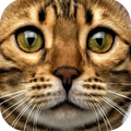 Cat Sounds