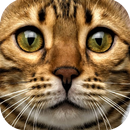 APK Cat Sounds