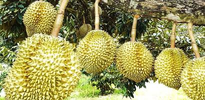 Durian treee 2989 supper 21 Screenshot 1