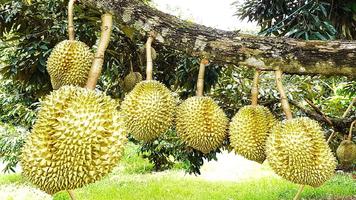 Durian treee 2989 supper 21 Screenshot 2