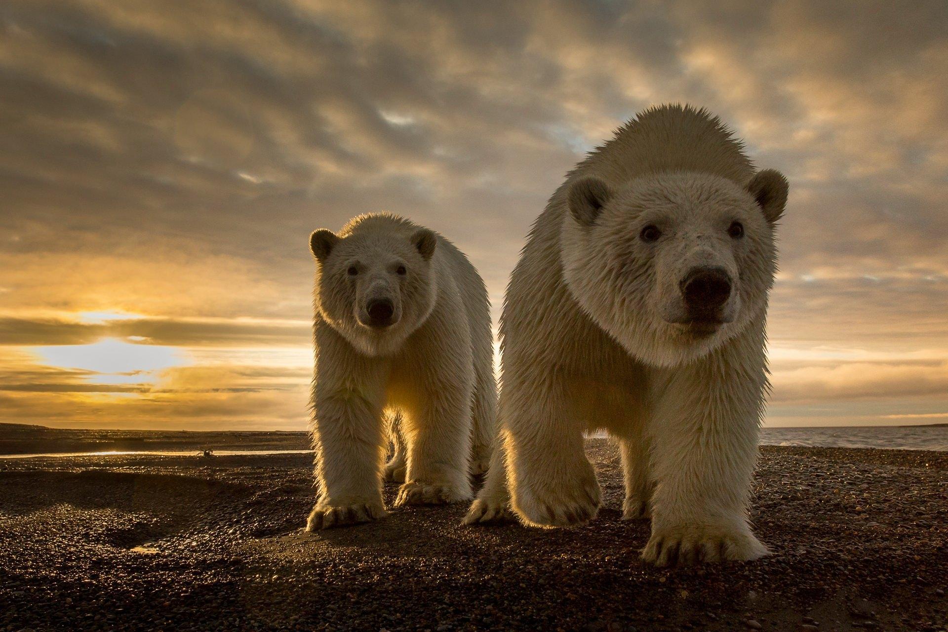 Polar Bear Wallpaper For Android Apk Download