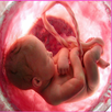 Pregnancy App APK