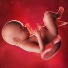 Pregnancy Week by week simgesi