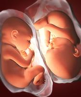 Pregnancy Week by week Ekran Görüntüsü 1