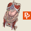 Primal's 3D Abdomen