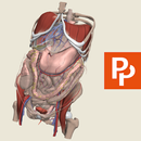Primal's 3D Abdomen APK