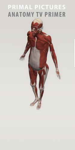 Anatomy Primer For Android Apk Download