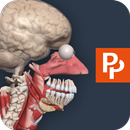 Primal’s 3D Human Anatomy Quiz APK