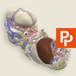 Primal's 3D Embryology icon