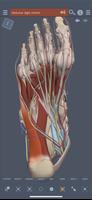Primal's 3D Leg, Ankle & Foot poster