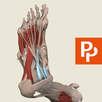 Leg and Foot: 3D RT - Sub APK