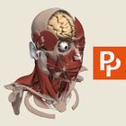 Primal's 3D Head & Neck icon