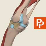 Primal's 3D Knee आइकन