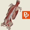 Spine: 3D RT - Sub