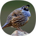 Quail Sounds