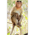 The Survivalist Monkey