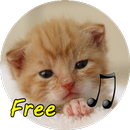 Cat Appel APK