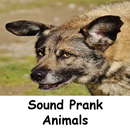 Blague Sonore: Animaux APK