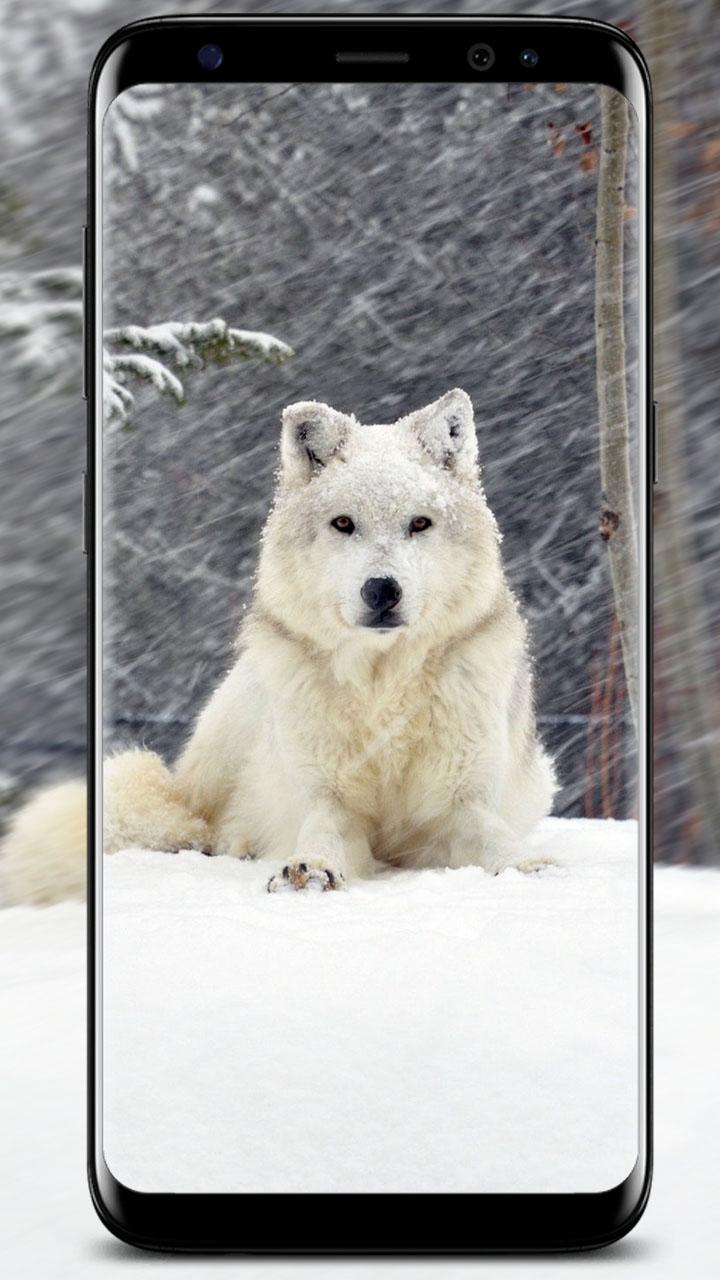 Белый волк ул виктора денисова 26 фото Wolf Wallpapers APK for Android Download