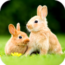 Rabbit Wallpaper HD APK