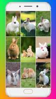 Rabbit Wallpaper HD bài đăng