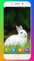 Rabbit Wallpaper HD ảnh chụp màn hình 1