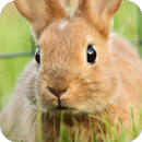 Rabbit Wallpaper-APK
