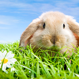 Coniglio Sfondo Animato