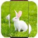 Rabbit Wallpaper HD APK