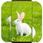Rabbit Wallpaper ikon
