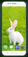 برنامه‌نما Rabbit Wallpaper عکس از صفحه