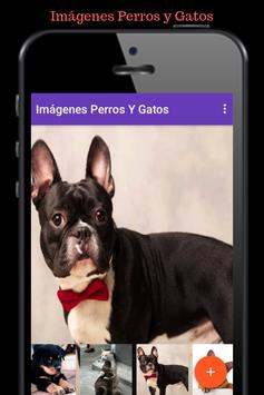 Imagenes Perros Y Gatos Dibujos Tiernos Animados For Android