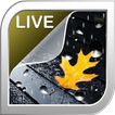 Rain Live Wallpaper