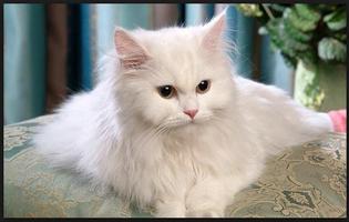 برنامه‌نما Rare Cat عکس از صفحه