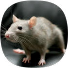 Rat Sounds simgesi