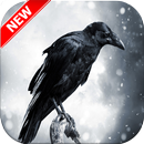 Raven Wallpaper HD APK