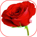 Red Roses Gif