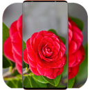 Red Flower Wallpaper-APK