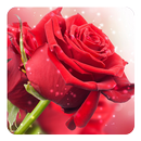 Red Rose Live Wallpaper APK