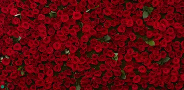 Red Rose Wallpaper