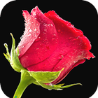 آیکون‌ Red Rose Wallpaper