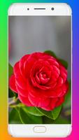 برنامه‌نما Red Rose Wallpaper عکس از صفحه