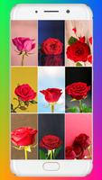 Red Rose Wallpaper Affiche