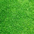 Green Field