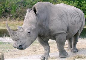 Rhino Wallpaper Screenshot 1