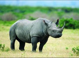 Rhino Wallpaper Screenshot 2