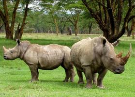 Rhino Wallpaper Screenshot 3