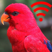 Klingeltöne und Geräusche von Vögeln Free Birdsong