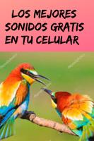Tonos y Sonidos de Pájaros, Canto de Aves Gratis. bài đăng
